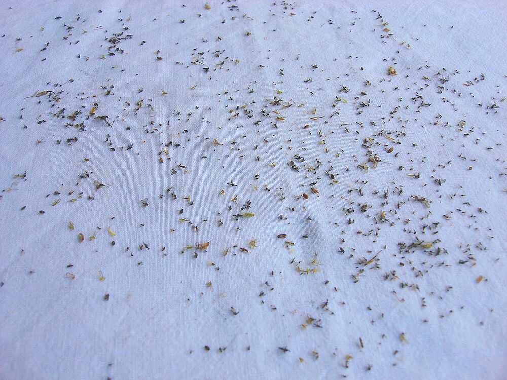 © Tiroler Landesmuseen