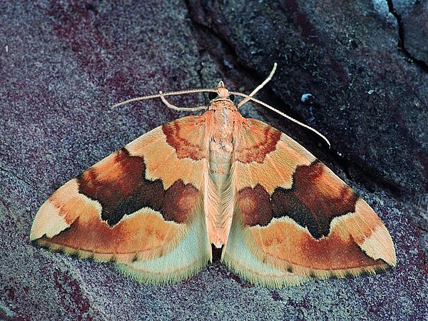 © Tiroler Landesmuseen