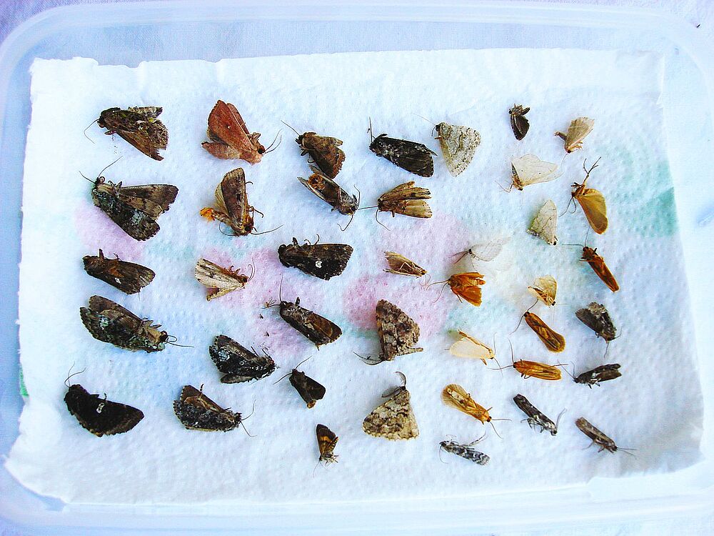 © Tiroler Landesmuseen