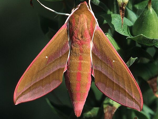 © Tiroler Landesmuseen