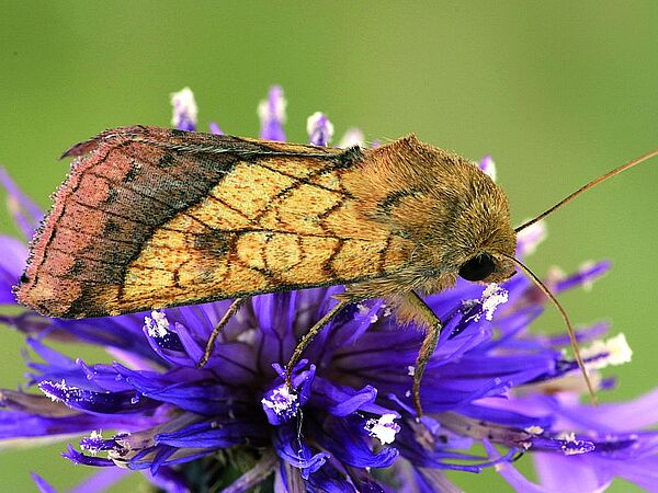 © Tiroler Landesmuseen